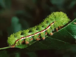 Kumpulan Potret Ulat yang Cantik Namun Mematikan