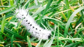 Lophocampa caryae (Ulat Tussock Hickory), dengan punggungnya yang seperti beludru dan bulu-bulu yang menyapu, makhluk ini terlihat lebih mirip boa bulu antik daripada larva-tetapi memang larva. Dan larva yang menyengat.Meskipun beberapa orang memiliki sedikit atau tidak ada reaksi terhadap ulat ini, yang lain memiliki reaksi yang berkisar dari ruam ringan hingga ruam yang cukup parah (Foto: Mod Quaint / Getty Images)