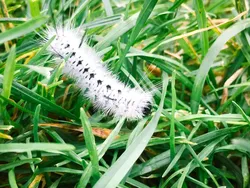 Kumpulan Potret Ulat yang Cantik Namun Mematikan