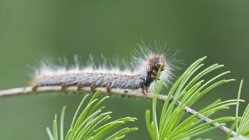 Thaumetopoea pityocampa, meskipun terlihat bisa disentuh, namun tidak boleh disentuh. Bulu-bulu pada ulat ini dapat mengeluarkan racun saat terancam, di mana mereka menembus semua area kulit yang terbuka, penuh dengan racun yang menyebabkan gatal-gatal. (Foto: Scacciamosche / Getty Images)