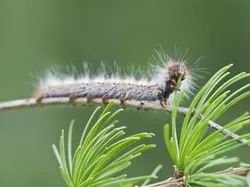 Kumpulan Potret Ulat yang Cantik Namun Mematikan