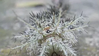 Dikenal sebagai ulat pembunuh, pasalnya hewas asal Amerika Selatan ini bertanggung jawab atas lebih dari 1.000 kasus keracunan dari tahun 1997 hingga 2005, dan banyak di antaranya berujung pada kematian.Bulu-bulu yang seperti tombak menembus kulit dan memberikan dosis racun yang menyebabkan sakit kepala, demam, muntah, dan rasa tidak enak badan sebelum gangguan pendarahan yang parah terjadi, yang mengarah ke ekimosis, hematuria, perdarahan paru dan intrakranial, dan gagal ginjal akut. (Foto: istimewa/Rosa Caroline Teixeira / Flickr / CC BY-NC-SA 2.0)