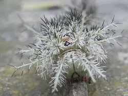 Kumpulan Potret Ulat yang Cantik Namun Mematikan
