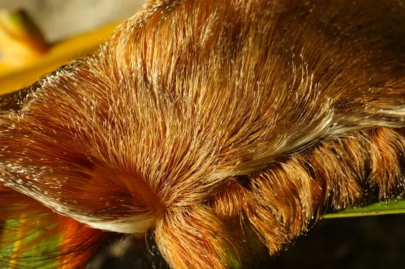 potret ulat yang beracun