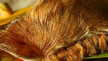 Megalopyge opercularis (Ulat kucing), ulat ini memiliki tubuh berbulu seperti kucing. Namun jenis ini salah satu ulat paling beracung di Amerika Utara. Racunnya berasal dari duri-duri beracun yang tersembunyi dengan rapi oleh permukaan yang sangat halus. Ketika disentuh, duri-duri tersebut akan patah dan bersarang di kulit, melepaskan bisa. (Foto: arnwald/Getty Images)