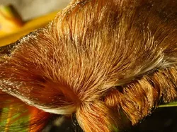 Kumpulan Potret Ulat yang Cantik Namun Mematikan