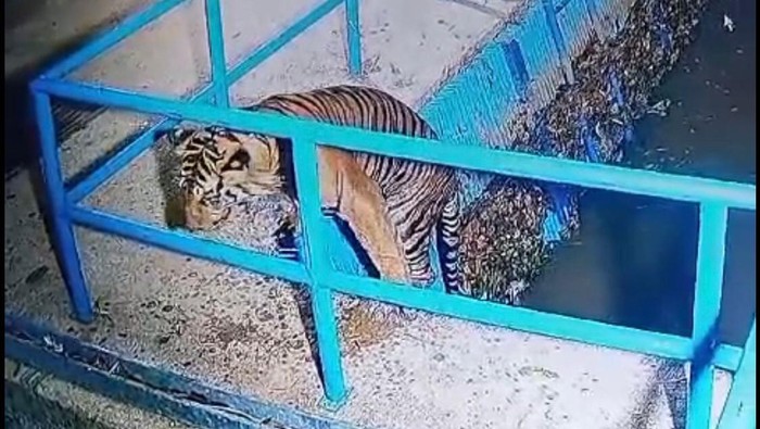 Rekaman CCTV harimau Sumatera terjebak di bendungan di Pasaman Barat. (Istimewa)