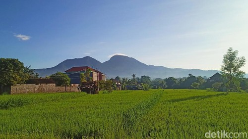 Lahan sawah di Karangasem, Bali.
