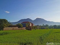 Produksi Padi di Karangasem Ditarget 66.187 Ton Pada 2024