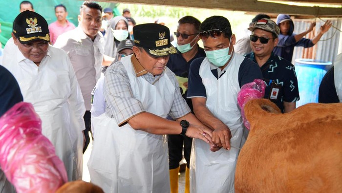 Pj Gubernur Sulsel Bahtiar Baharuddin saat melakukan inseminasi buatan pada sapi di Barru.