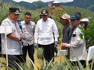 Pj Gubernur Ingin Sulsel Jadi Penghasil Nanas, Siapkan Lahan 20.000 Hektare