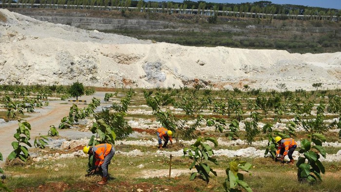 Proses revegetasi lahan pascatambang dengan sistem alur di SIG Pabrik Tuban.