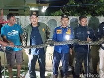 Kepergok Lilit Ternak Warga, Ular Sanca Coba Kabur ke Kolam