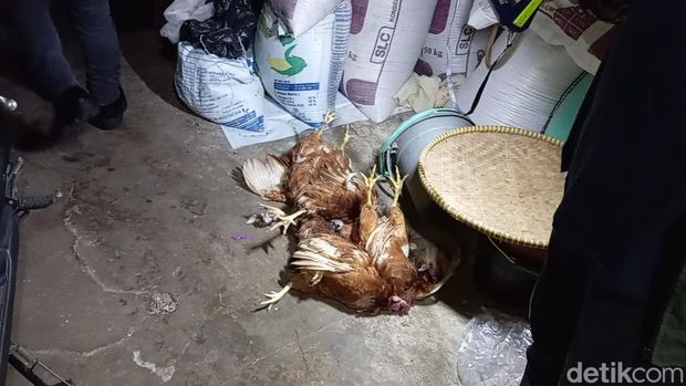 Sanca 4,5 Meter Masuk Peternakan Ayam di Kuningan, Damkar Turun Tangan