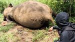 Keji! Gajah Sumatra di Aceh Utara Mati Dibunuh