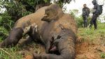 Keji! Gajah Sumatra di Aceh Utara Mati Dibunuh