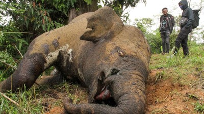 Keji! Gajah Sumatra di Aceh Utara Mati Dibunuh