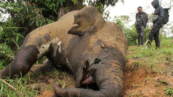 Keji! Gajah Sumatra di Aceh Utara Mati Dibunuh