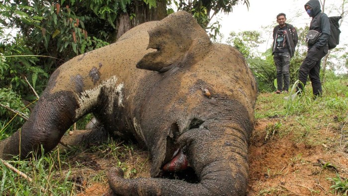 Sedih, Gajah Sumatra di Aceh Utara Mati Dibunuh Warga mengamati bangkai gajah Sumatera (Elephas maximus sumatrensis) yang sudah diambil gadingnya di area perkebunan warga KM 35 Dusun Jabal Antara, Kecamatan Nisam Antara, Aceh Utara, Minggu (24/3/2024). Gajah Sumatra liar yang diperkirakan berusia tahun 3-4 tahun tersebut diduga mati dibunuh dengan cara ditembak dengan senapan bius oleh pemburu guna mengambil gading. ANTARA FOTO/Rahmad/aww.