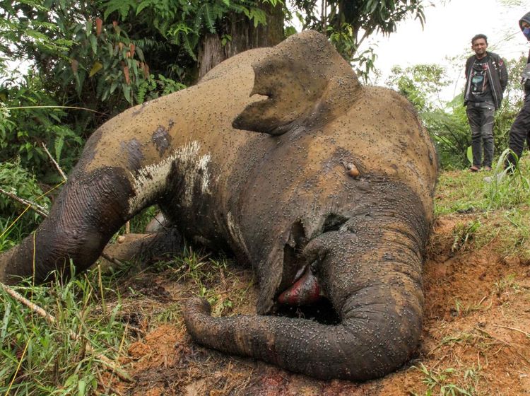Keji! Gajah Sumatra di Aceh Utara Mati Dibunuh