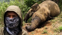 Gajah yang mati akibat dibunuh pemburu itu diperkirakan berusia 3-4 tahun. (ANTARA FOTO/RAHMAD)