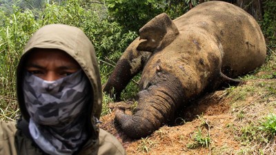 Penampakan Gajah Sumatera yang Mati Dibunuh di Aceh