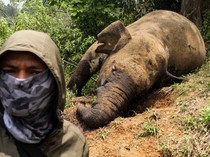 Penampakan Gajah Sumatera yang Mati Dibunuh di Aceh