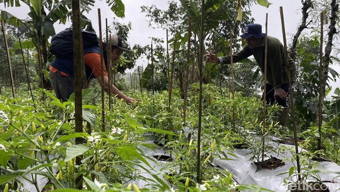 Tanaman cabai warga di lereng Gunung Wilis.