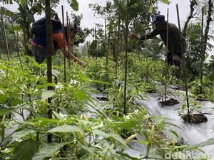 40 Ha Lahan Cengkih di Gunung Wilis Mati, Petani Beralih Tanam Cabai
