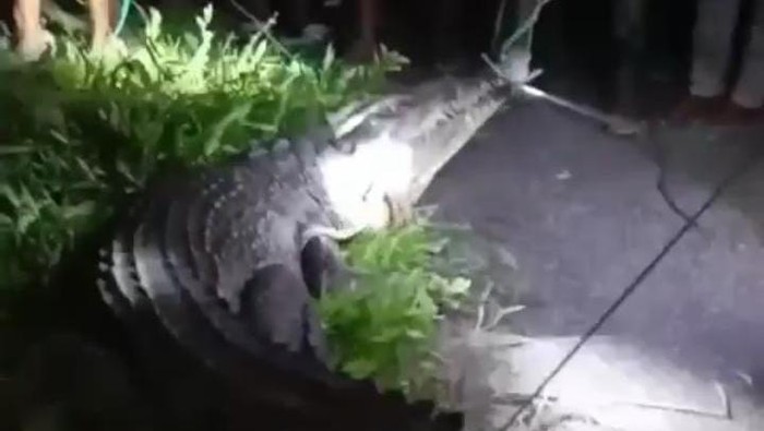 Warga tangkap buaya 2,3 meter di Maluku Tengah, Maluku.