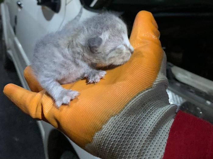Anak kucing diselamatkan damkar di Depok Jawa Barat. (Dok Istimewa)