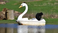 Beruang hitam ini tidak membuang waktu untuk memanjat perahu pedal angsa ketika wahana tersebut muncul di kandang mereka di Woburn Safari Park di Bedfordshire.