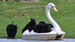 Kala Gerombolan Beruang Bermain Perahu Bebek-bebekan