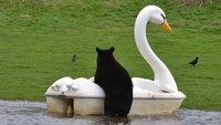 Para beruang menaiki perahu pedal angsa atau biasa kita sebut bebek-bebekan di Woburn Safari Park dekat London, Inggris.