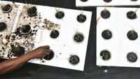 Budidaya padi apung jenis IR ini merupakan uji coba urban farming dari petugas UPS (unit Penanganan Sampah) Badan Air Dinas Lingungan Hidup.