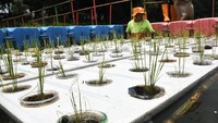 Petugas UPS (unit Penanganan Sampah) Badan Air Dinas Lingkungan Hidup memeriksa gelas plastik yang digunakan untuk menanam padi diatas air atau padi apung di Waduk Elok, Cakung, Jakarta Timur, Senin (25/3/2024).
