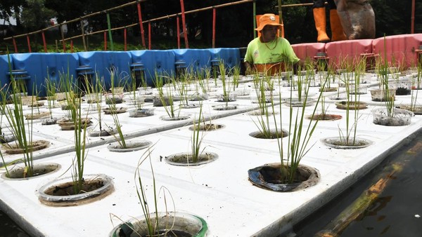 Pernah Lihat Budidaya Padi Apung? Nih Ada di Cakung