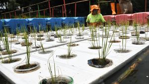 Pernah Lihat Budidaya Padi Apung? Nih Ada di Cakung