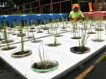 Pernah Lihat Budidaya Padi Apung? Nih Ada di Cakung