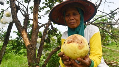Kasihan, 50% Tanaman Jeruk Petani di Magetan Terserang Penyakit