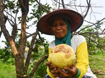 Kasihan, 50% Tanaman Jeruk Petani di Magetan Terserang Penyakit