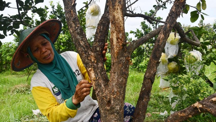 Petani memperlihatkan buah jeruk pamelo busuk akibat serangan penyakit jamur di Duwet, Bendo, Magetan, Jawa Timur, Senin (25/3/2024). Menurut petani, sebanyak 30 hingga 50 persen tanaman jeruk pamelo di wilayah tersebut rusak akibat penyakit jamur selama sekitar setahun terakhir. ANTARA FOTO/Siswowidodo/rwa.