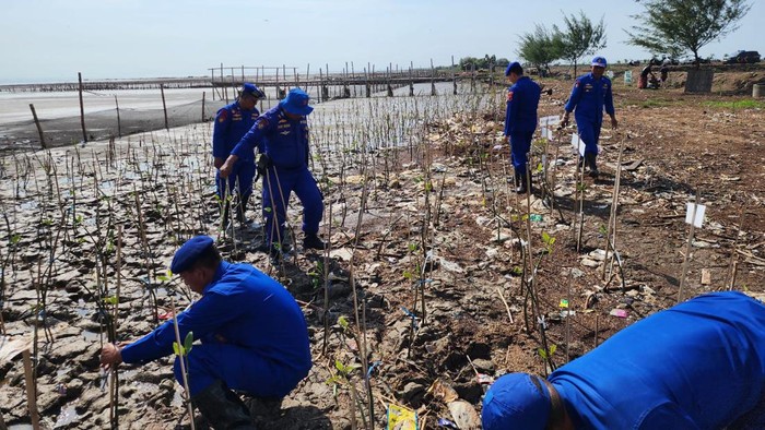 Penanaman mangrove di Pati yang diinisiasi oleh Kompol Hendrik Irawan