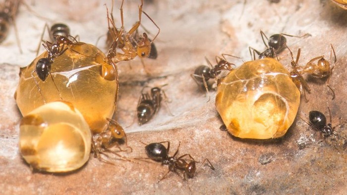 Semut honeypot yang menghasilkan madu.