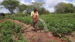Warga Kenya Bangun Bendungan Pasir untuk Selamat dari Kekeringan