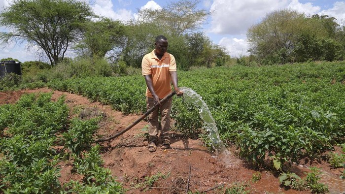 Warga Kenya Bikin Bendungan Pasir untuk Selamat dari Kekeringan Farmer Shedrack Mutie Mwanza sprays water from a sand dam at his pepper farm in Makueni County, Kenya on Friday, March 1, 2024. Building sand dams, a structure for harvesting water from seasonal rivers, helps minimize water loss through evaporation and recharges groundwater. (AP Photo/Brian Inganga)