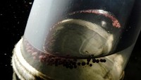 Menurut ahli biologi kelautan Thitiporn, telur dan sperma harus segera dicampur untuk mencegah perkawinan sedarah. Hal ini dilakukan di bawah lampu merah yang menyimulasikan cahaya bulan. Penundaan dapat menyebabkan penurunan tingkat pembuahan. Setelah 72 jam, telur yang berhasil dibuahi dipindahkan ke ubin gerabah tempat telur tersebut akan terus tumbuh.  