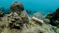 Sejak proyek ini dimulai, lebih dari 4.000 koloni karang di sekitar Pulau Man Nai telah dipulihkan, kata departemen tersebut. Koloni-koloni yang pulih ini berukuran sekitar 7,2 hektar dan merupakan sebagian kecil dari luas karang yang rusak, yaitu sekitar 16,64 hektar.  