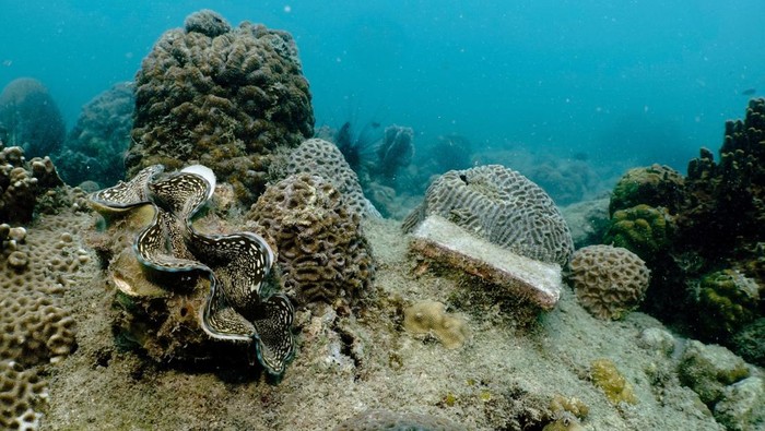 Berjibaku Menyelamatkan Terumbu Karang yang Sekarat di Thailand A giant clam is seen next to a replenished coral reef in the waters off Man Nai Island, off the coast of southeastern Rayong province, Thailand, February 28, 2024. REUTERS/Napat Wesshasartar