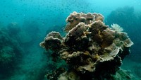 Ini adalah proyek restorasi yang dicanangkan pemerintah Thailand dengan masukan dari para ilmuwan. Hal ini dimulai pada tahun 2016 dengan tujuan untuk mencegah degradasi terumbu karang lebih lanjut dengan meningkatkan pemahaman tentang reproduksi karang untuk menggantikan terumbu karang yang sekarat. Terumbu karang di sepanjang bagian selatan Pulau Man Nai merupakan daerah pengujian utama, dipilih karena pulau ini memiliki salah satu terumbu pantai paling beragam di negara ini, rumah bagi lebih dari 98 spesies karang dan sejumlah besar kehidupan laut.  